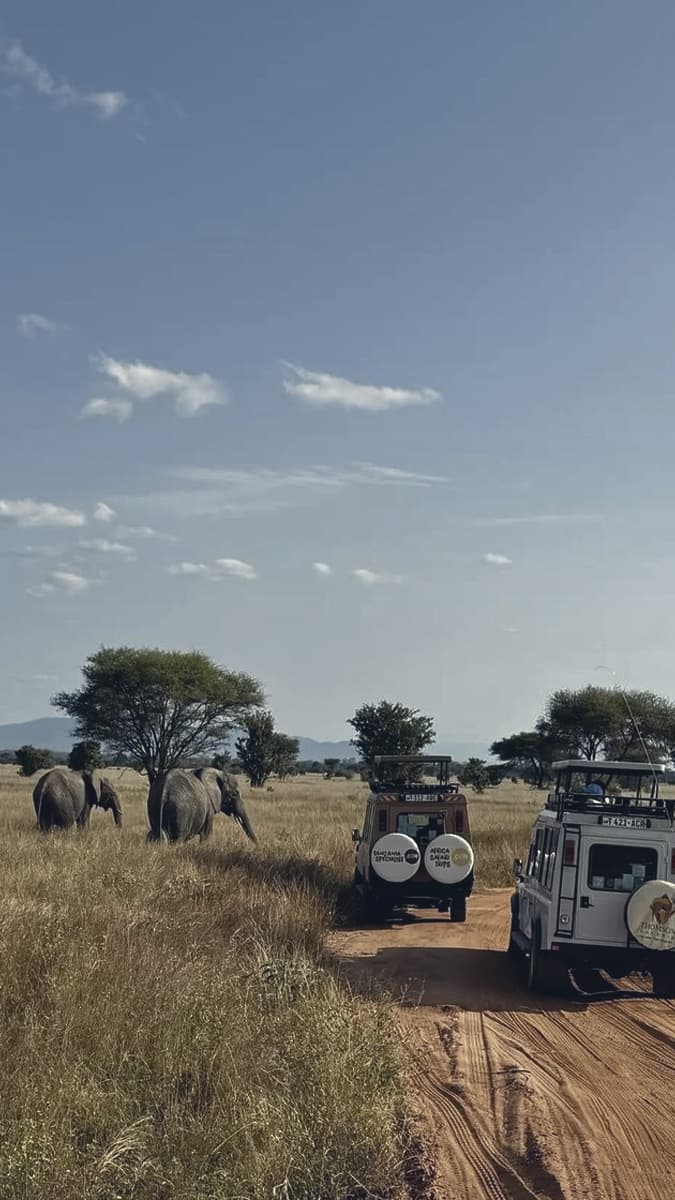 Elephants beside safari vehicles on a bush track